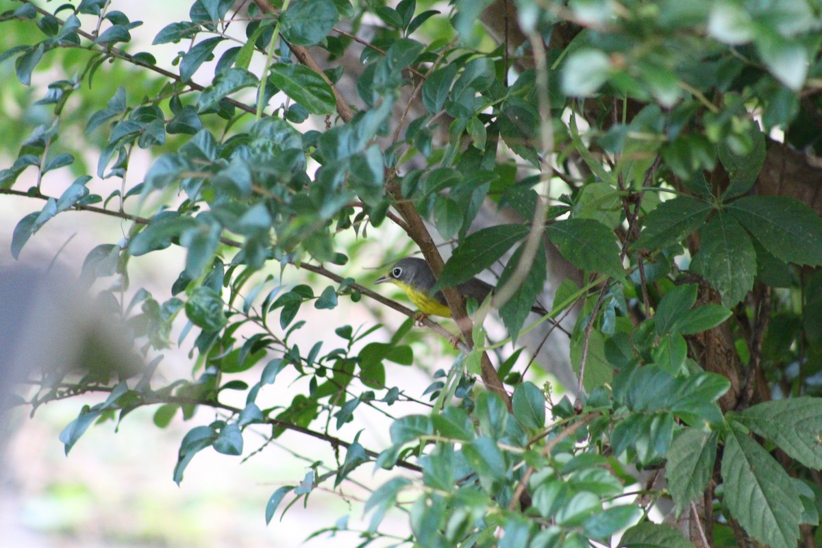 Canada Warbler - ML619649263