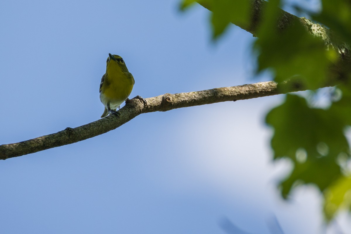 Yellow-throated Vireo - Harris Stein