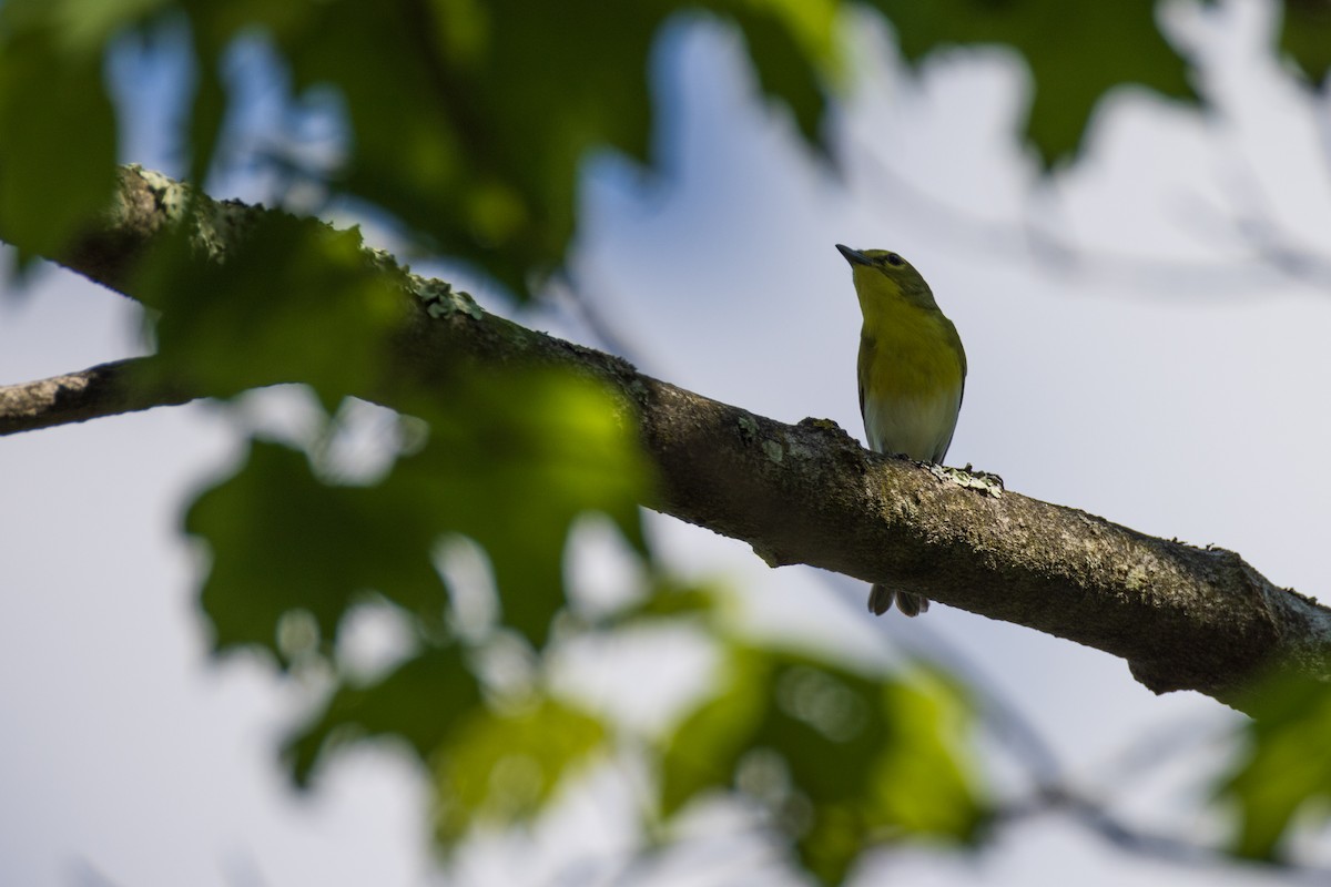 Yellow-throated Vireo - Harris Stein