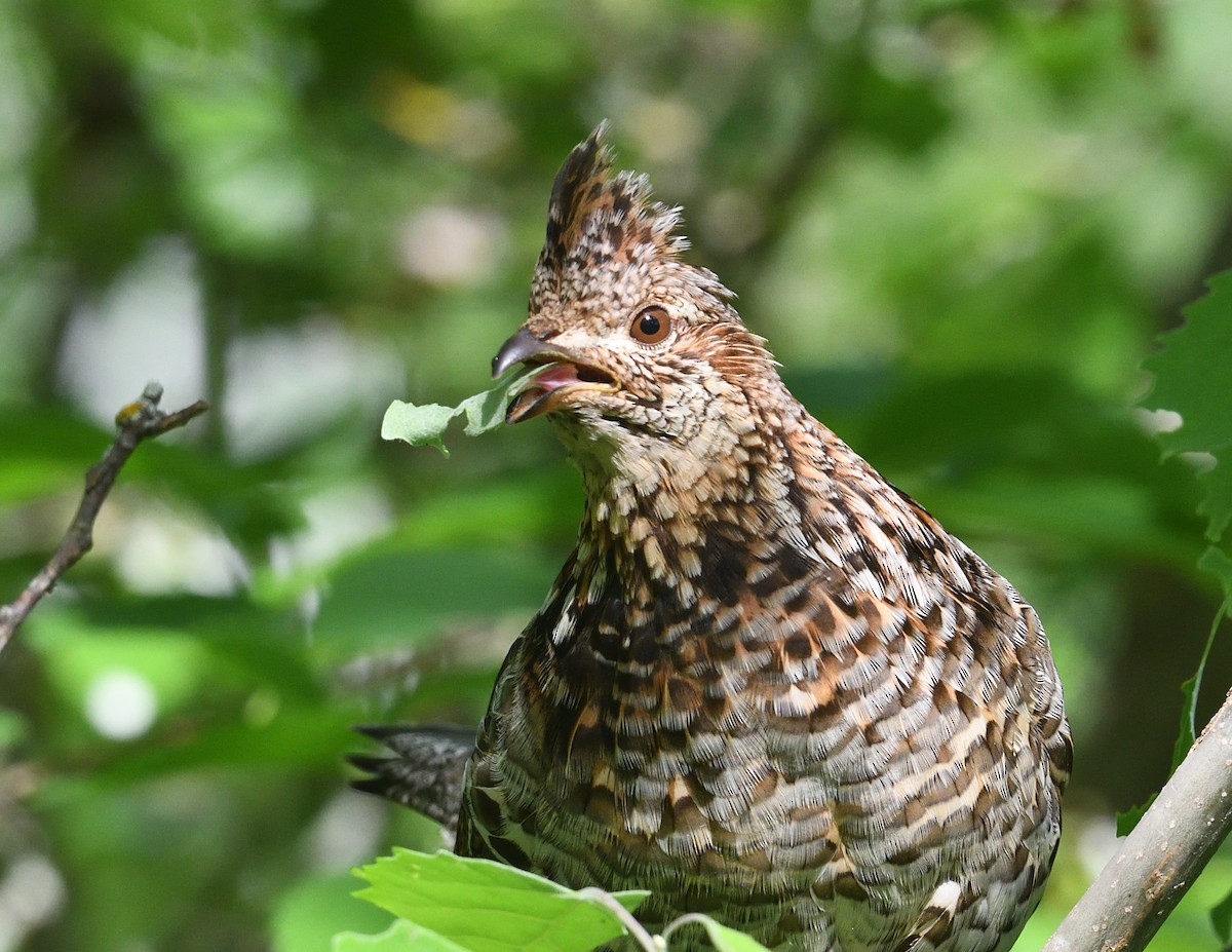 Ruffed Grouse - Margaret Hough