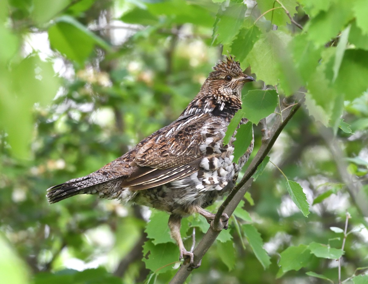 Ruffed Grouse - Margaret Hough