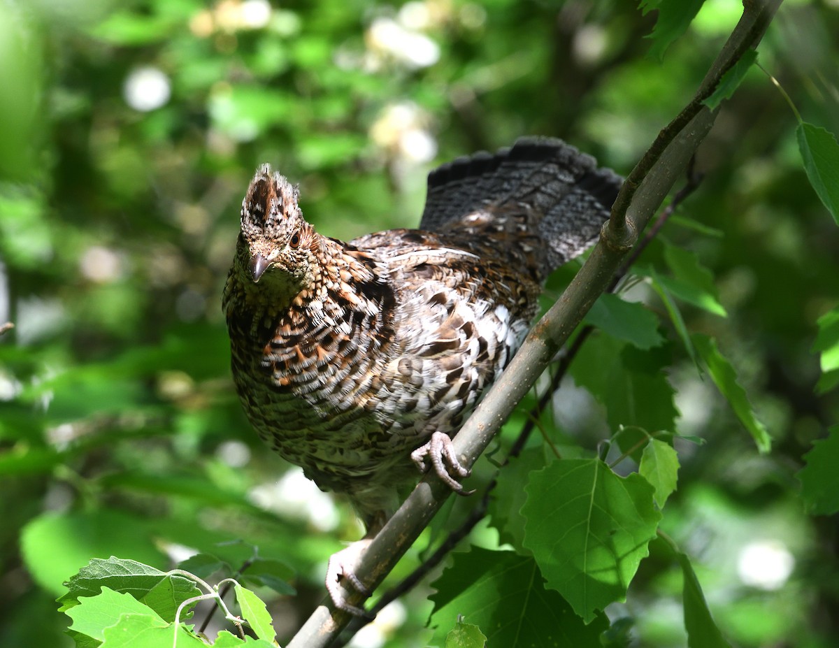 Ruffed Grouse - Margaret Hough