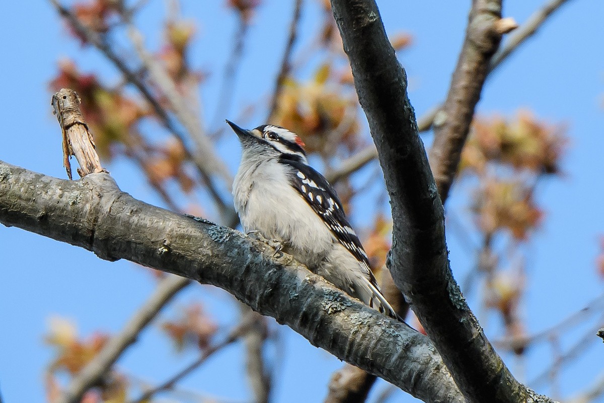 Downy Woodpecker - ML619649284