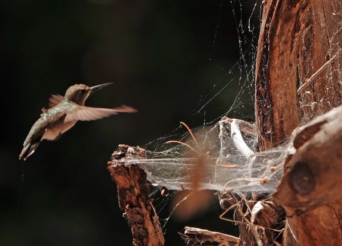 Black-chinned Hummingbird - Diane Drobka