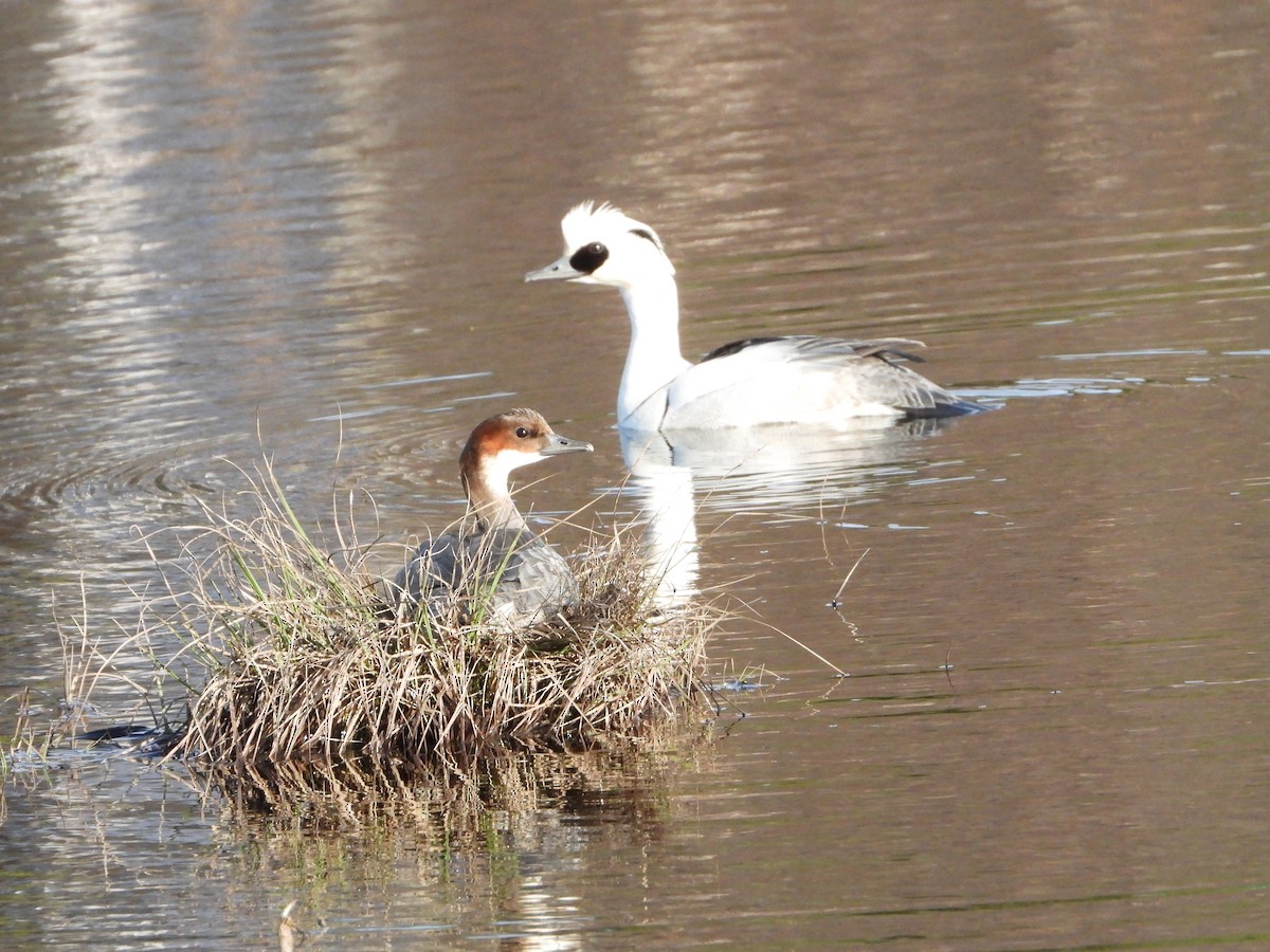 Smew - Jon Iratzagorria Garay