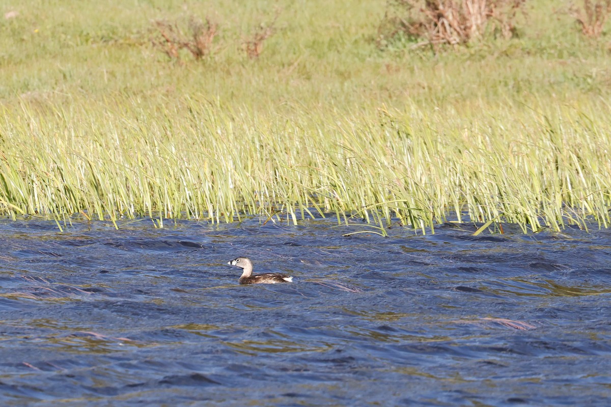 Pied-billed Grebe - ML619649308