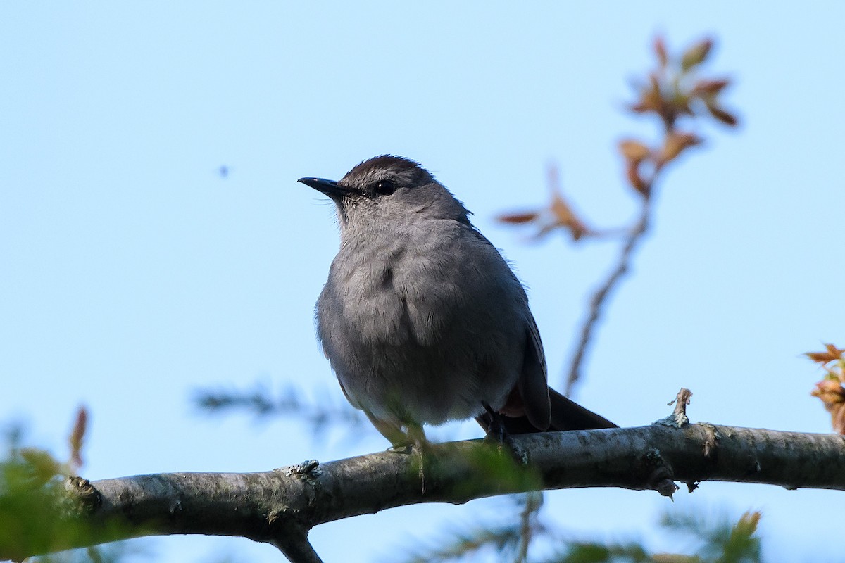 Gray Catbird - Naseem Reza