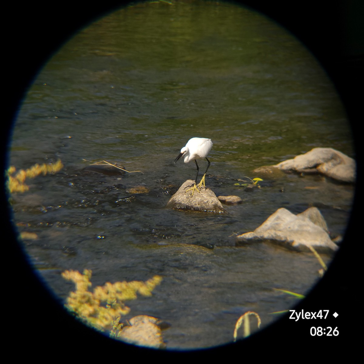 Little Egret - Dusky Thrush