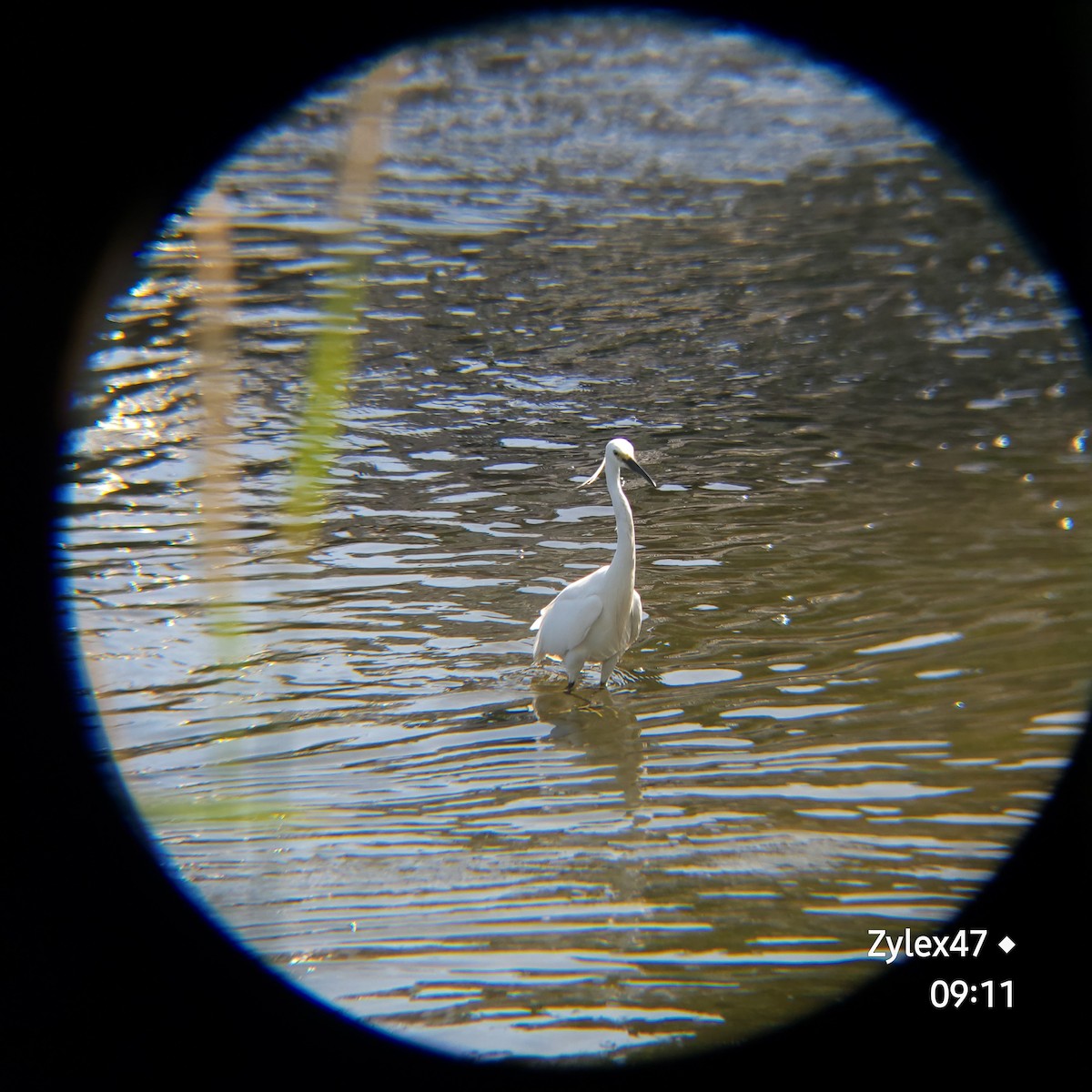 Little Egret - Dusky Thrush