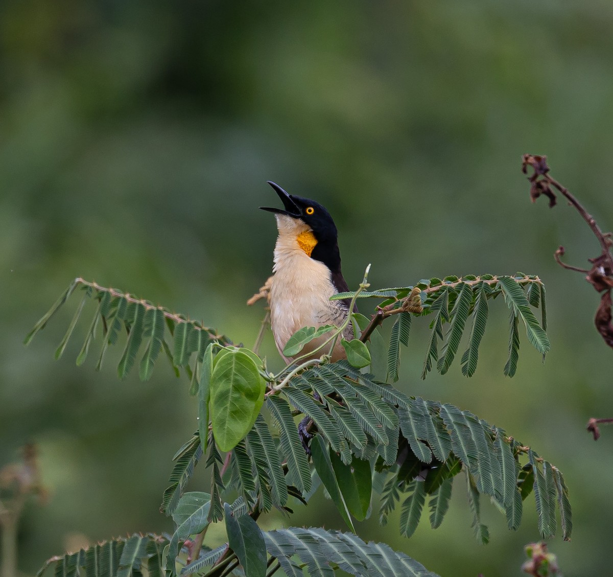 Black-capped Donacobius - Xavier Munoz Neblina Forest.