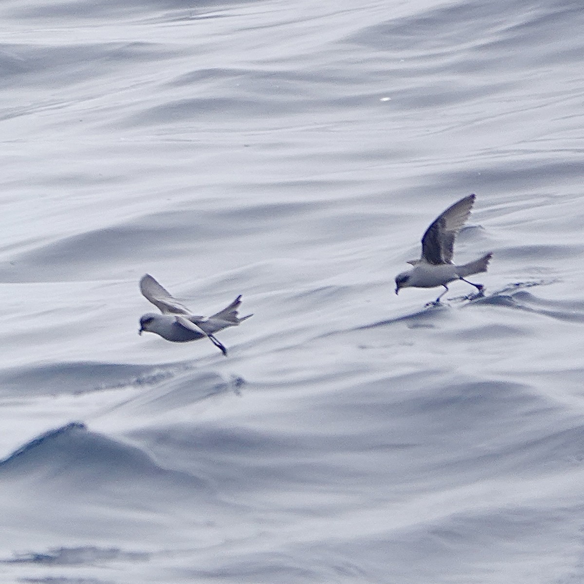 Fork-tailed Storm-Petrel - Jordan Gunn