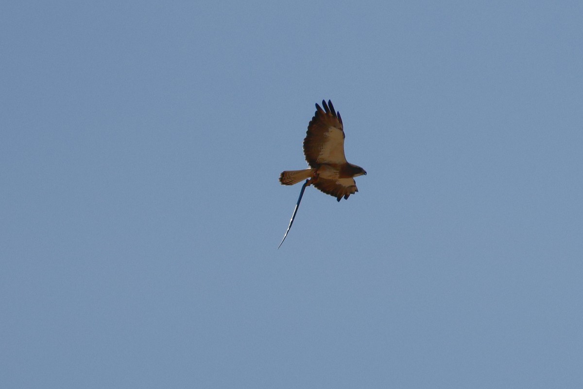 Swainson's Hawk - ML619649356