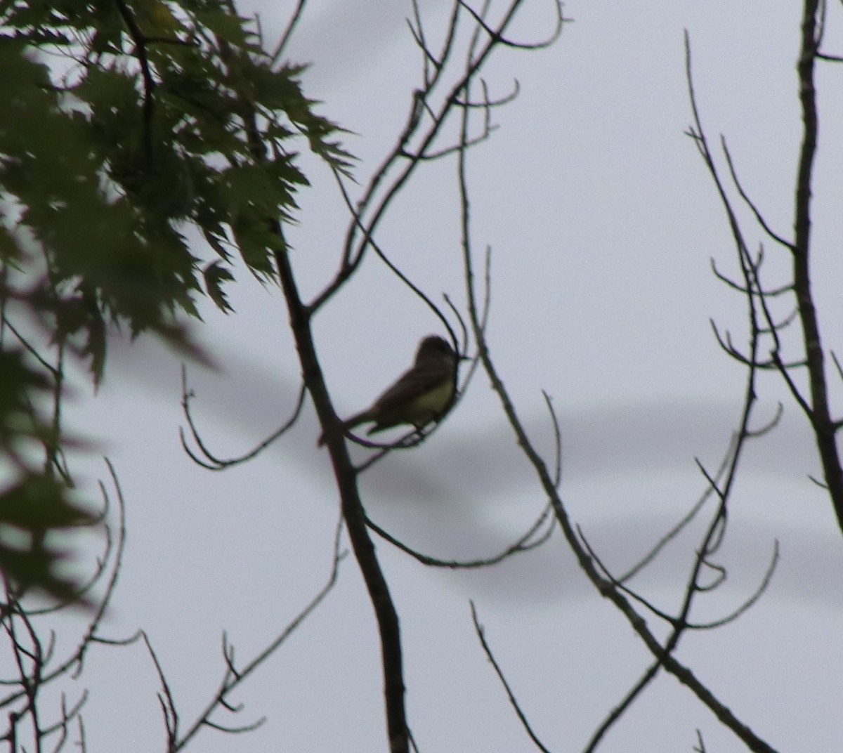 Great Crested Flycatcher - ML619649361