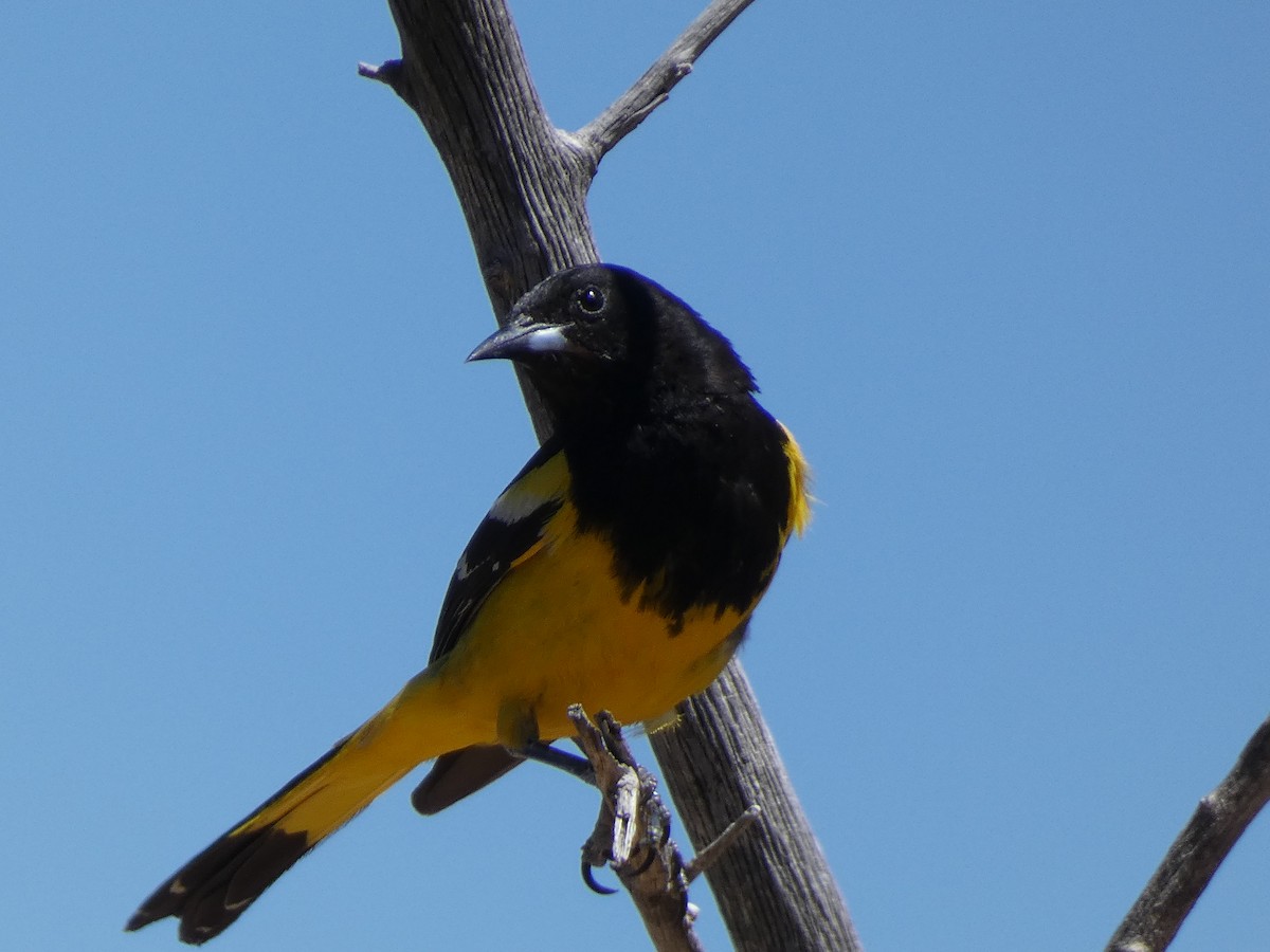 Scott's Oriole - Andrea Duran