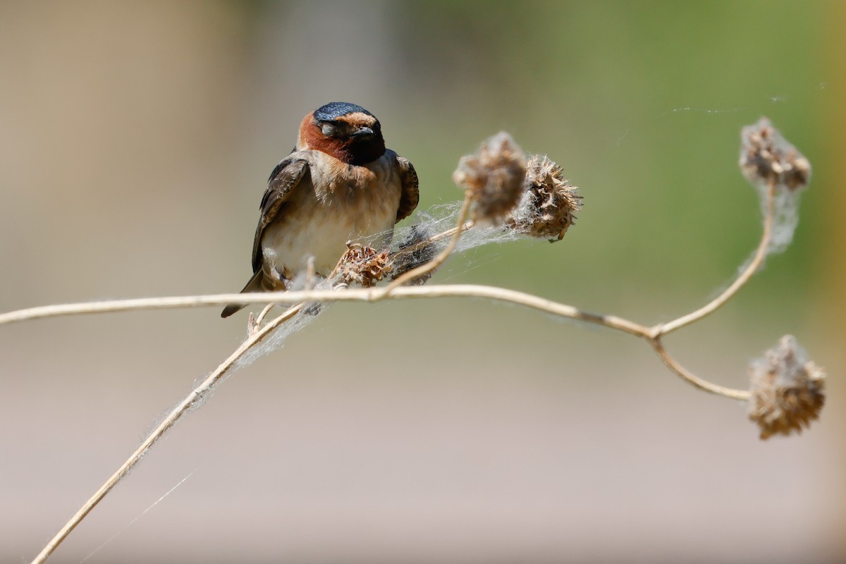 Cliff Swallow - ML619649364