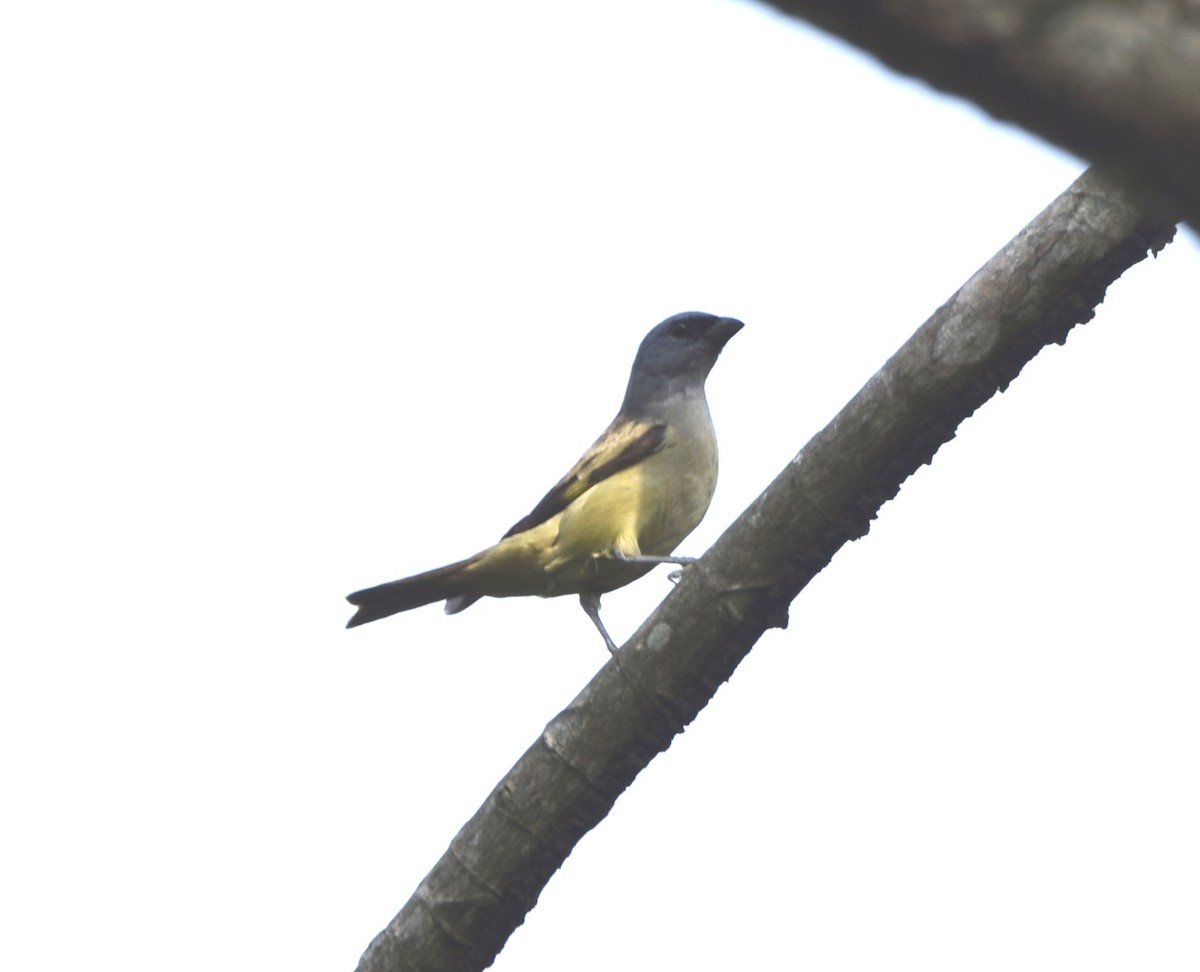 Yellow-winged Tanager - Zuly Escobedo / Osberto Pineda