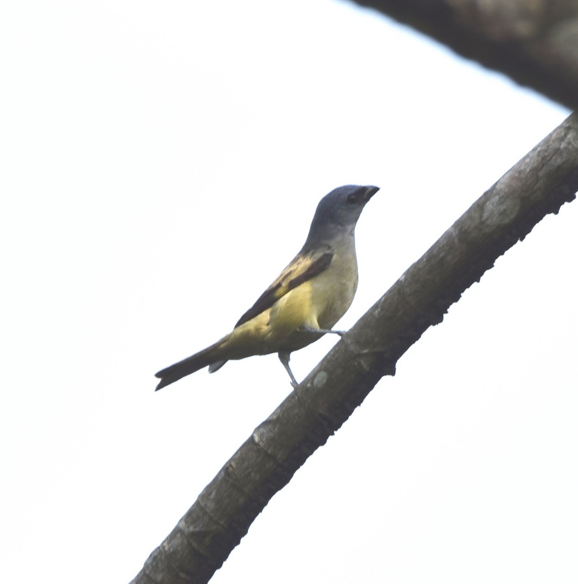 Yellow-winged Tanager - Zuly Escobedo / Osberto Pineda