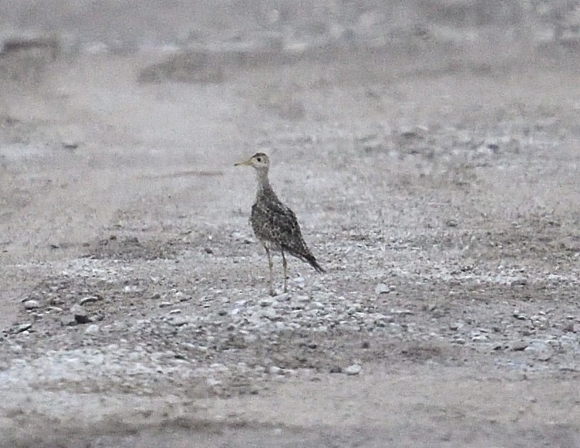 Upland Sandpiper - Margaret Hough