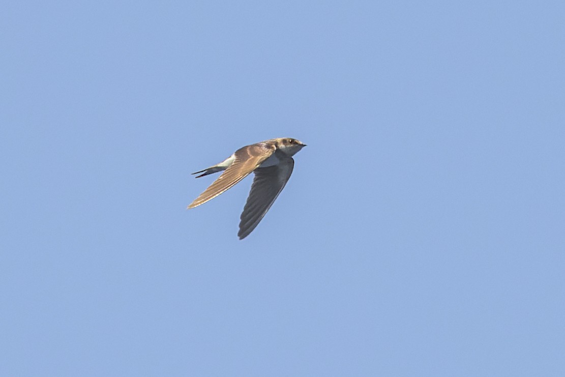 Barn Swallow - Mike Andersen