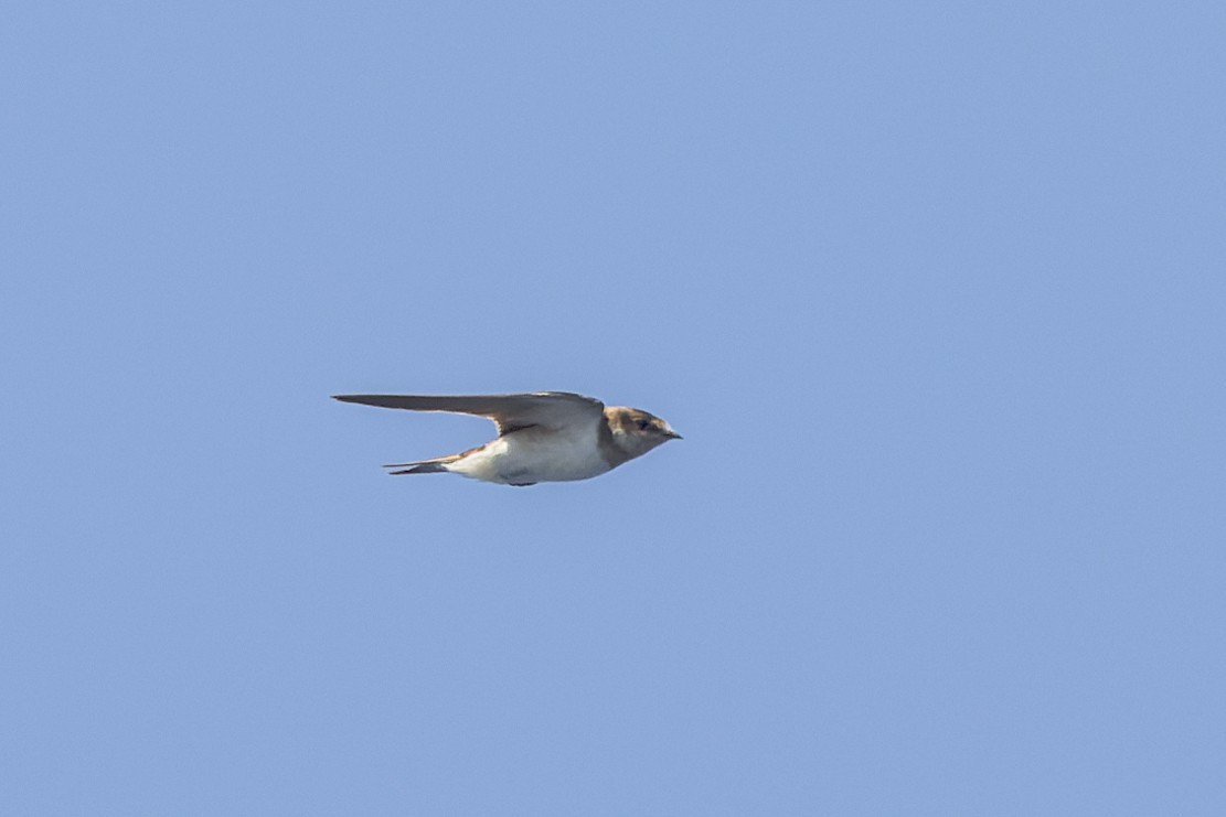 Barn Swallow - Mike Andersen