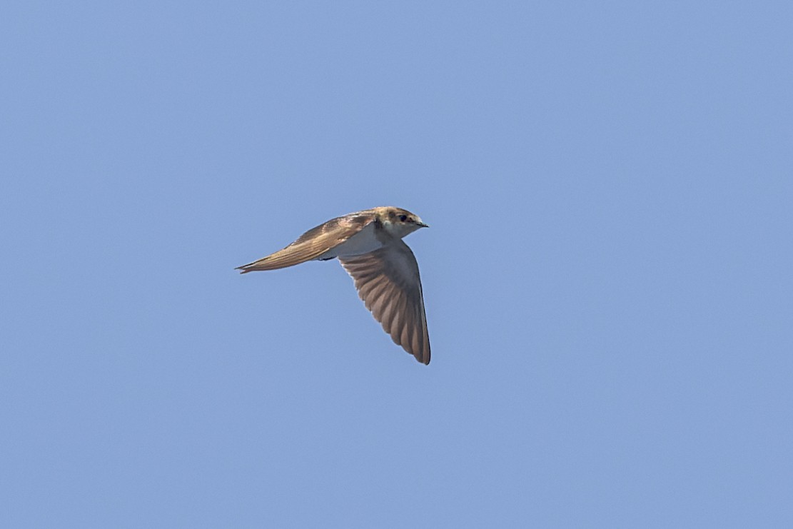 Barn Swallow - Mike Andersen