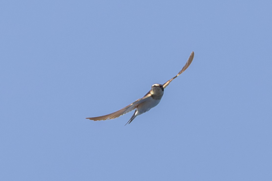 Barn Swallow - Mike Andersen