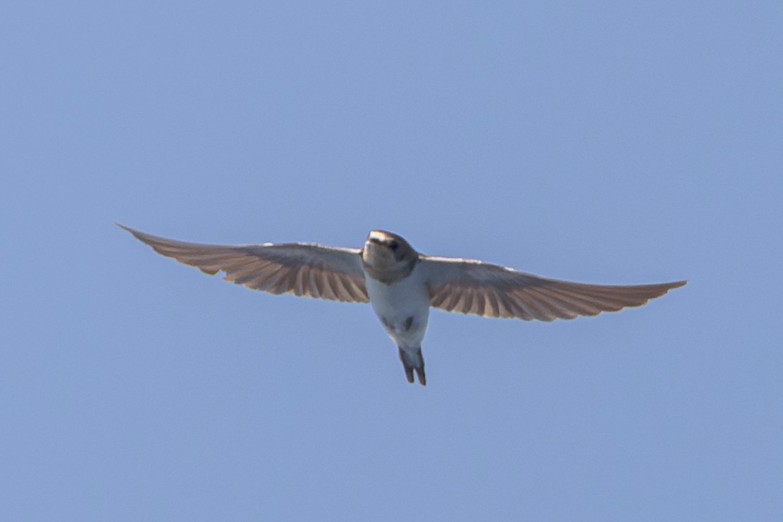 Barn Swallow - Mike Andersen