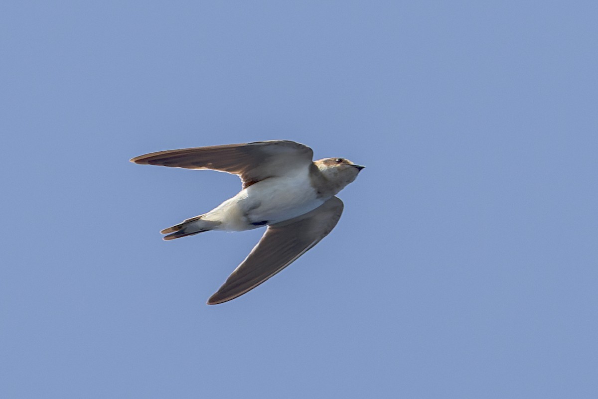 Barn Swallow - Mike Andersen