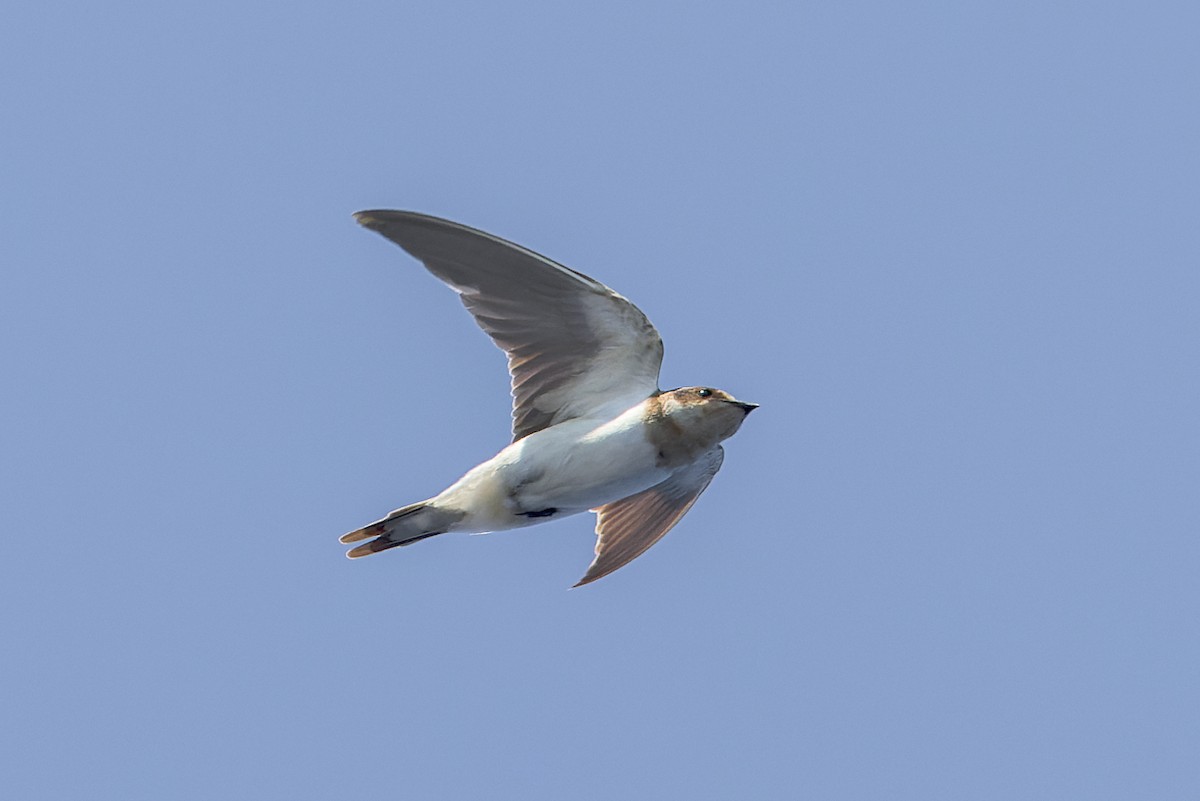 Barn Swallow - Mike Andersen