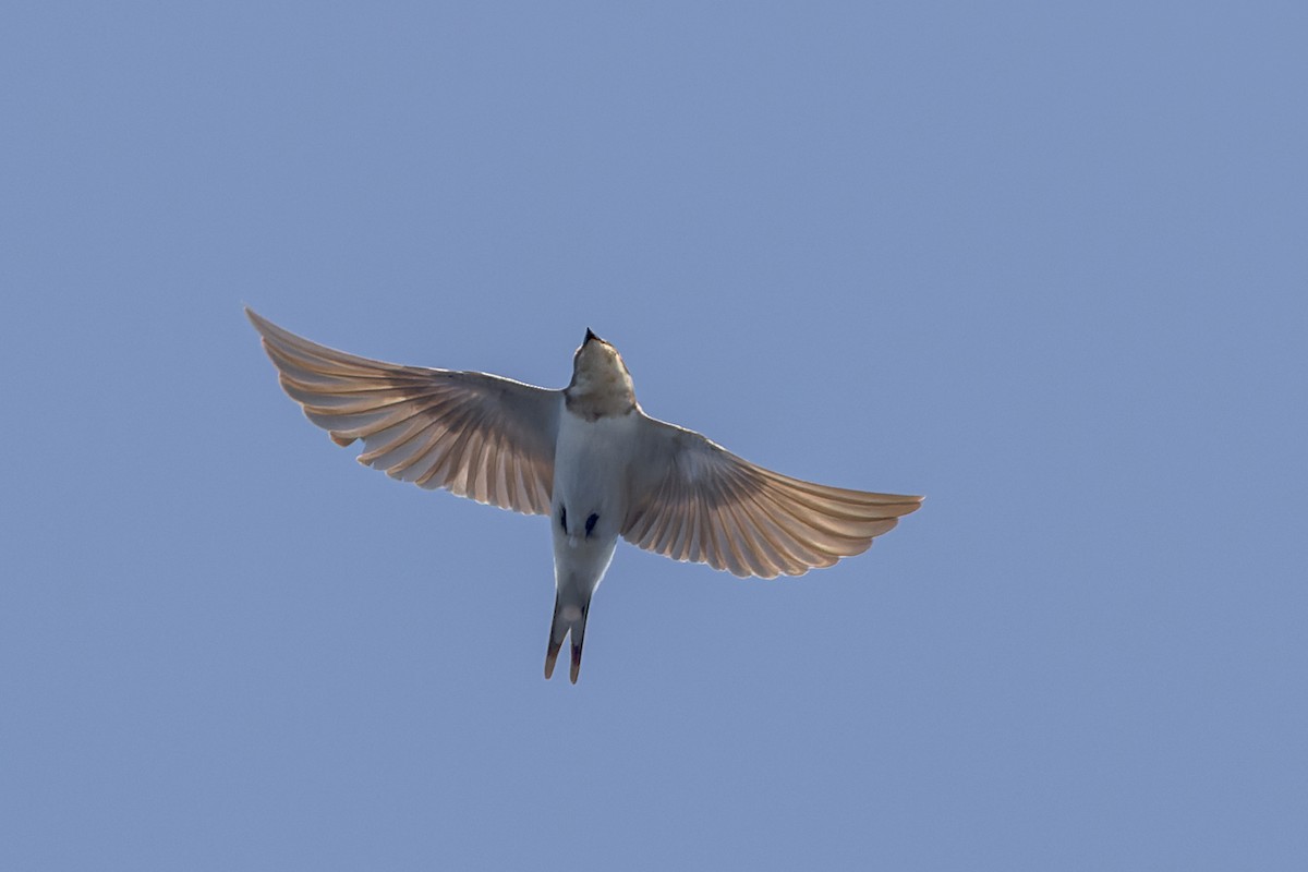 Barn Swallow - Mike Andersen