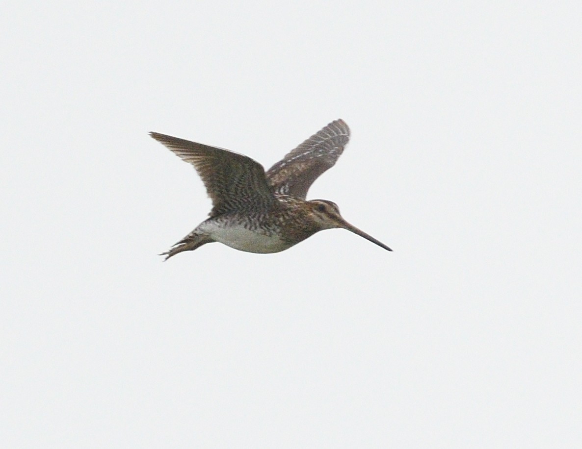 Wilson's Snipe - Margaret Hough