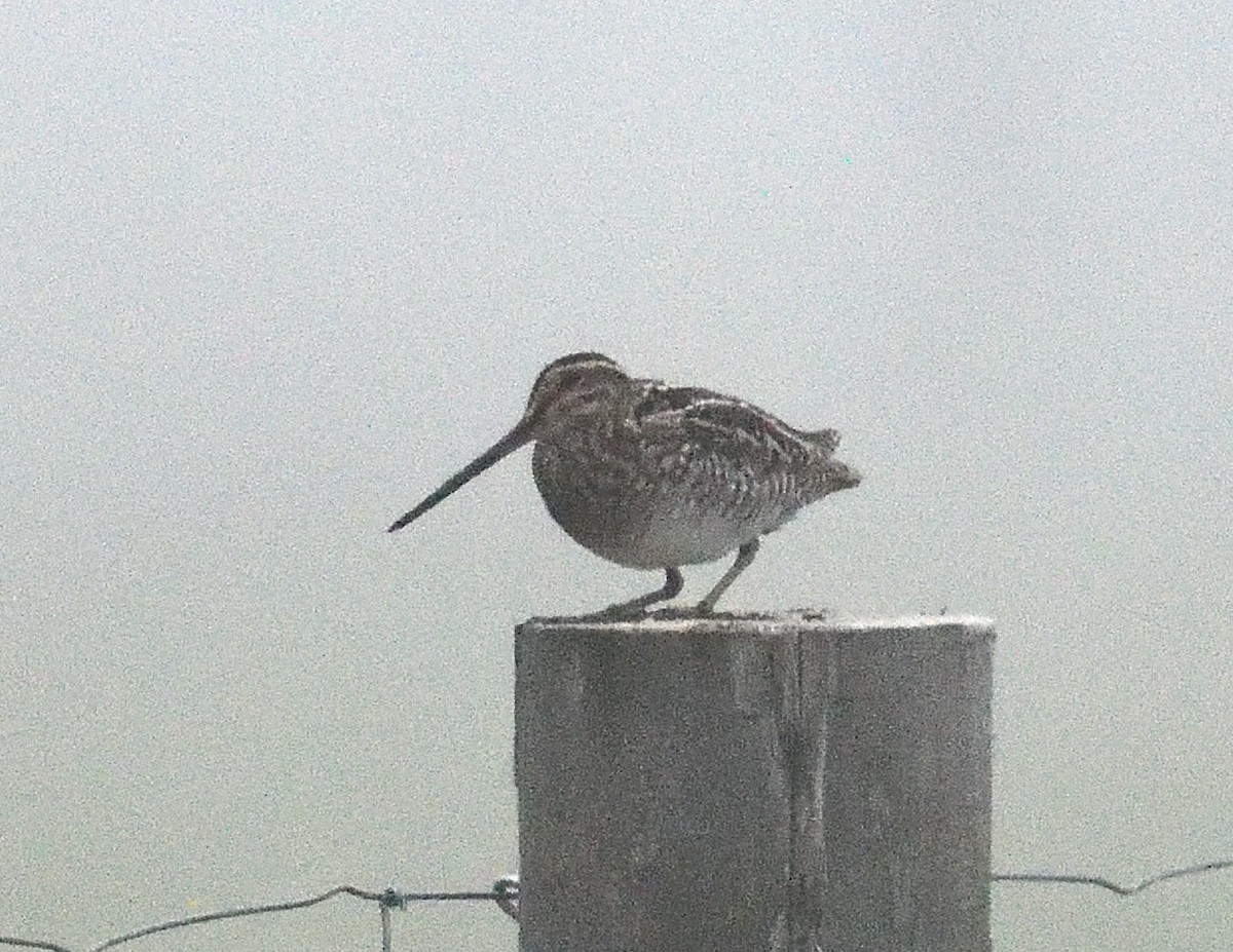 Wilson's Snipe - Margaret Hough