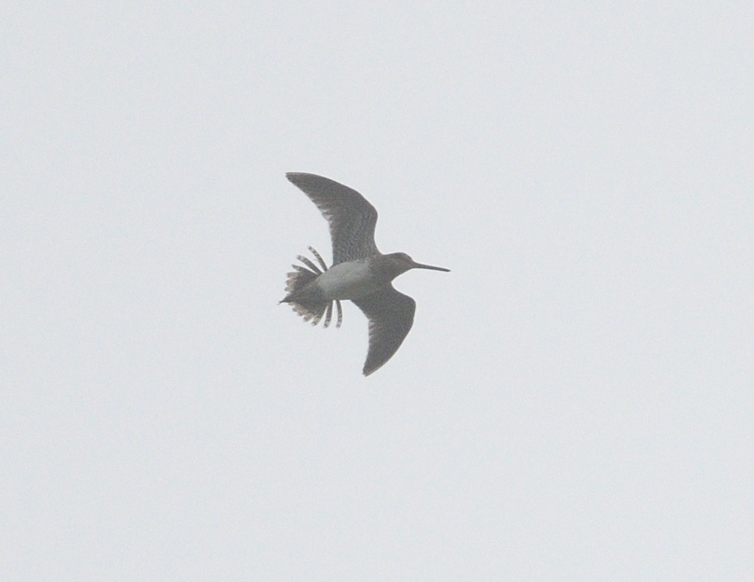 Wilson's Snipe - Margaret Hough