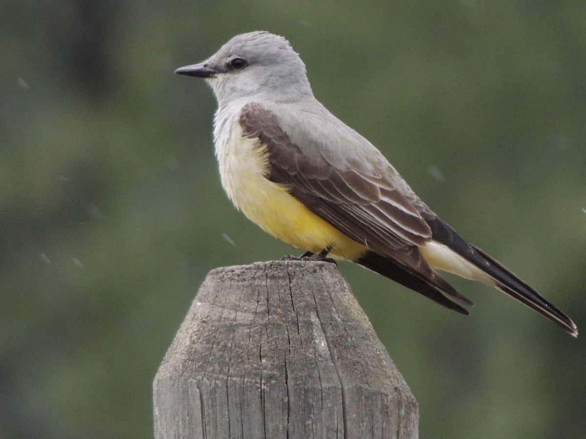 Western Kingbird - Mindy Smith