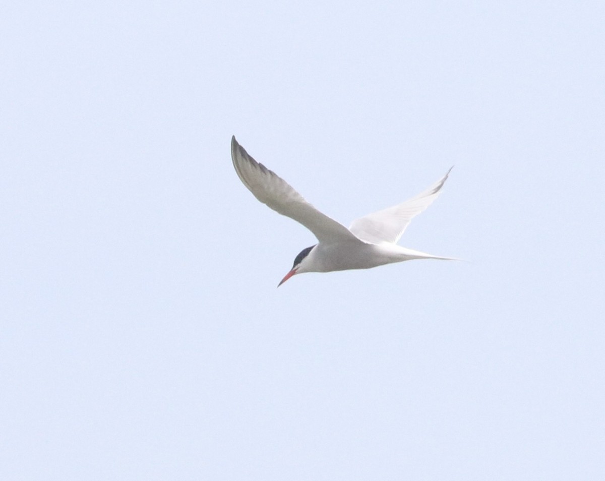 Common Tern - Karl Overman