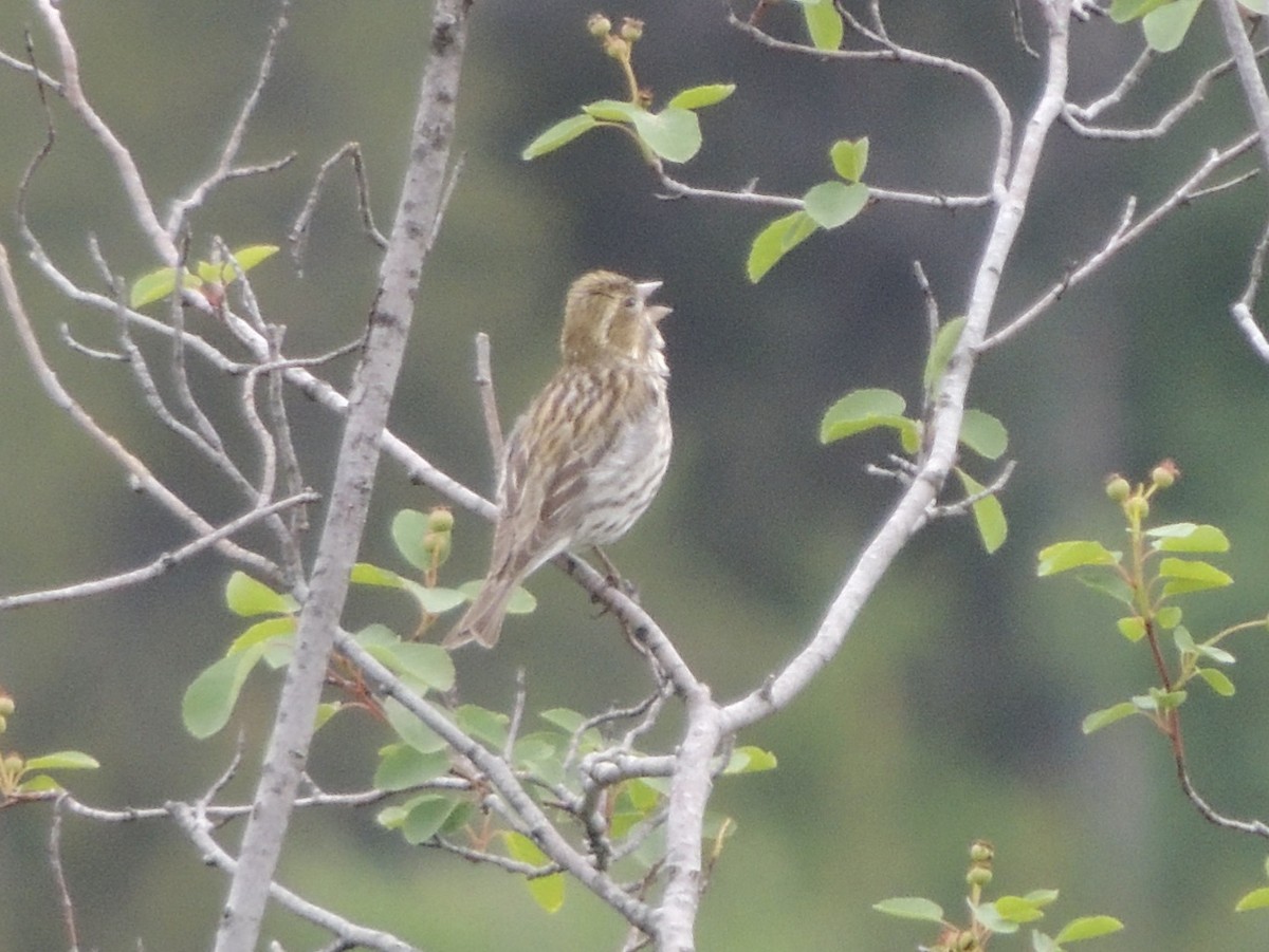 Cassin's Finch - Mindy Smith