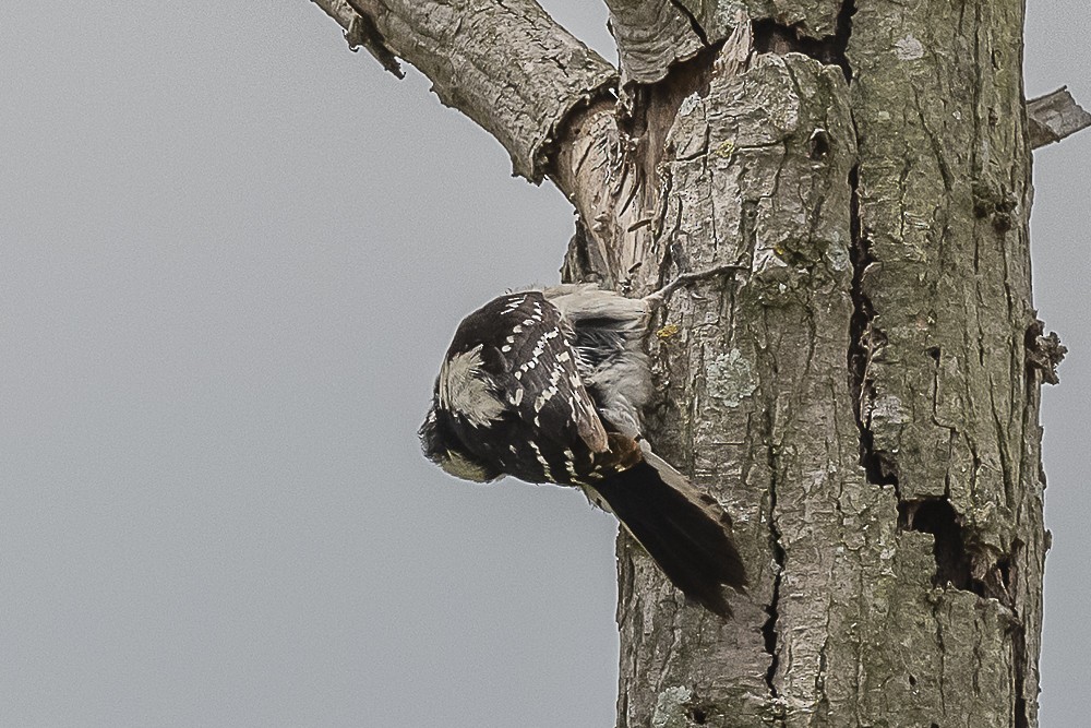 Downy Woodpecker - James McNamara