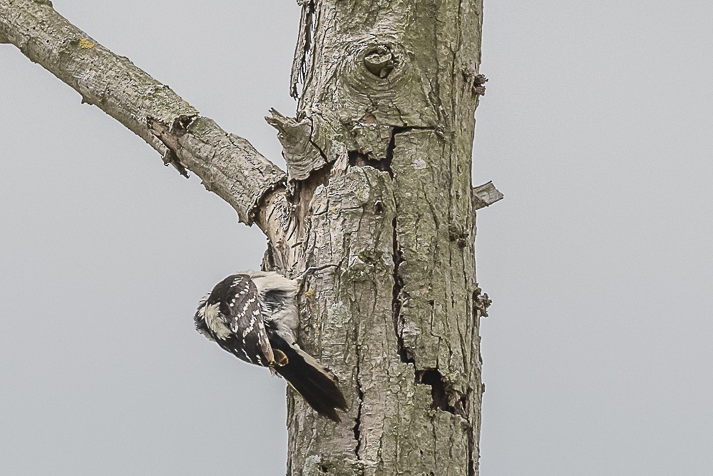 Downy Woodpecker - James McNamara