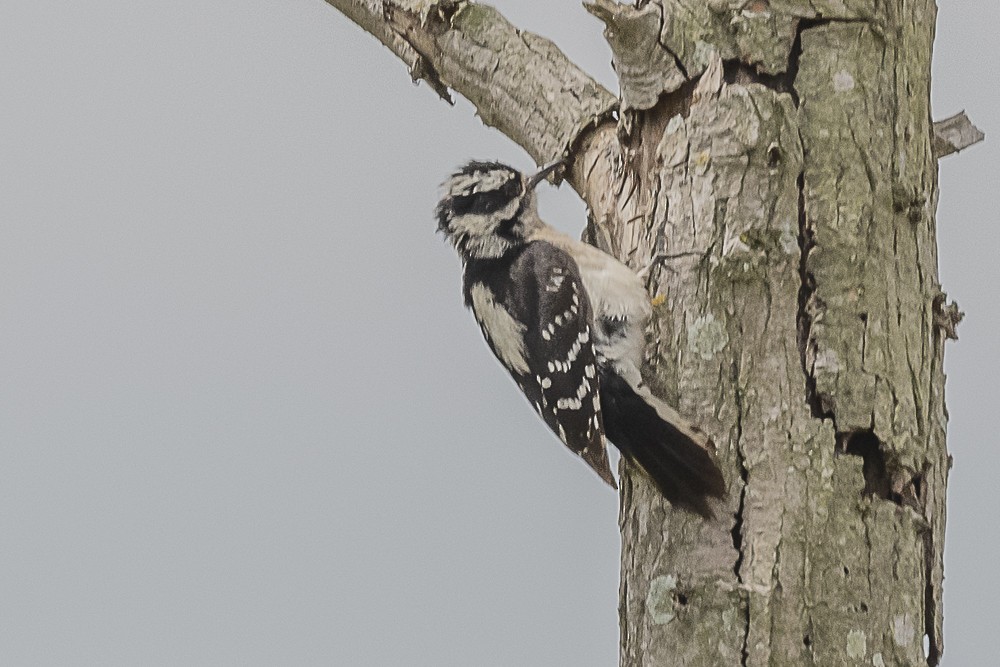 Downy Woodpecker - James McNamara