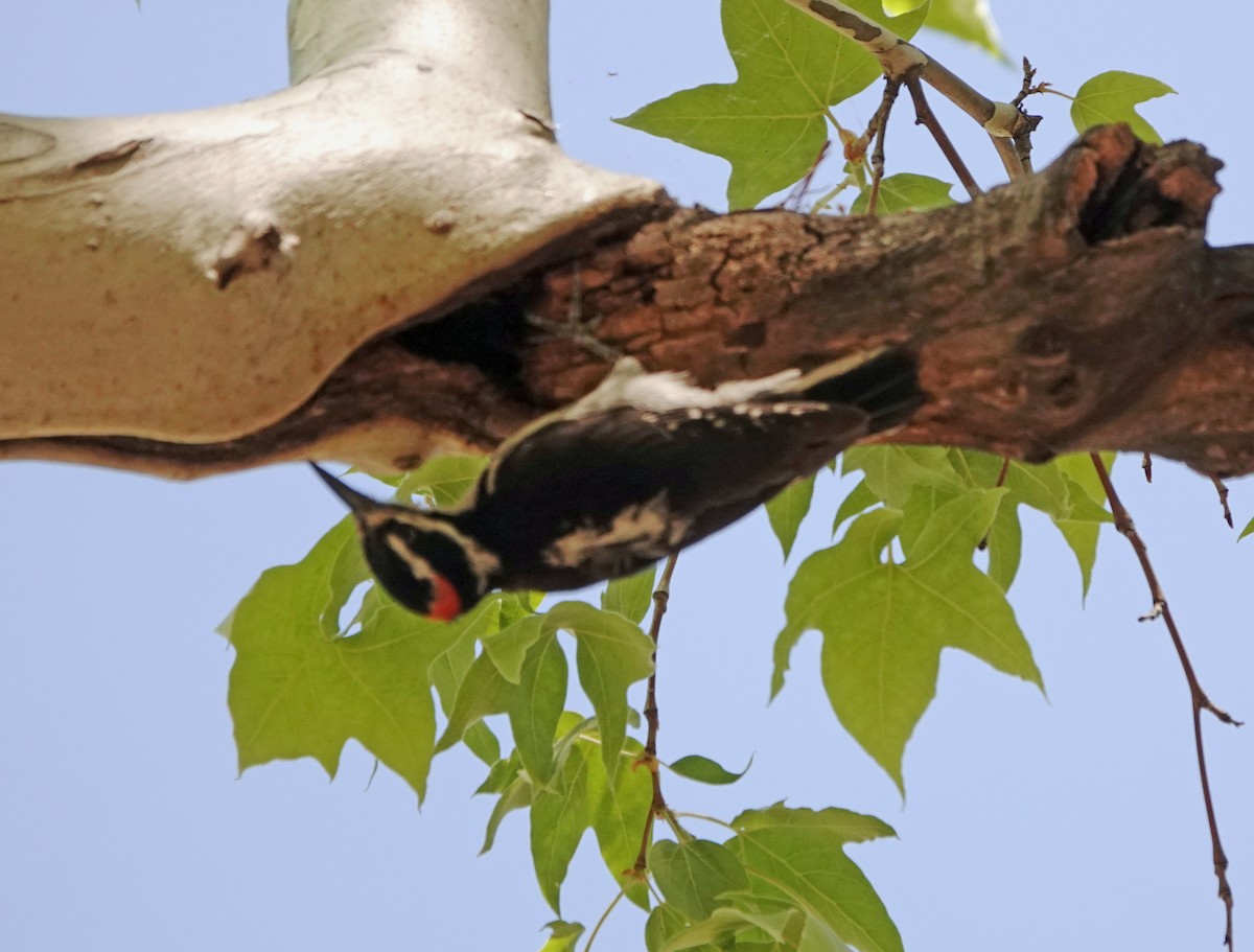 Hairy Woodpecker (Rocky Mts.) - Diane Drobka