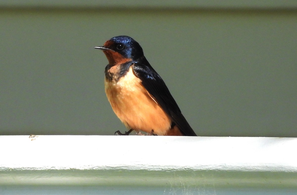 Barn Swallow - Sharon Wilcox