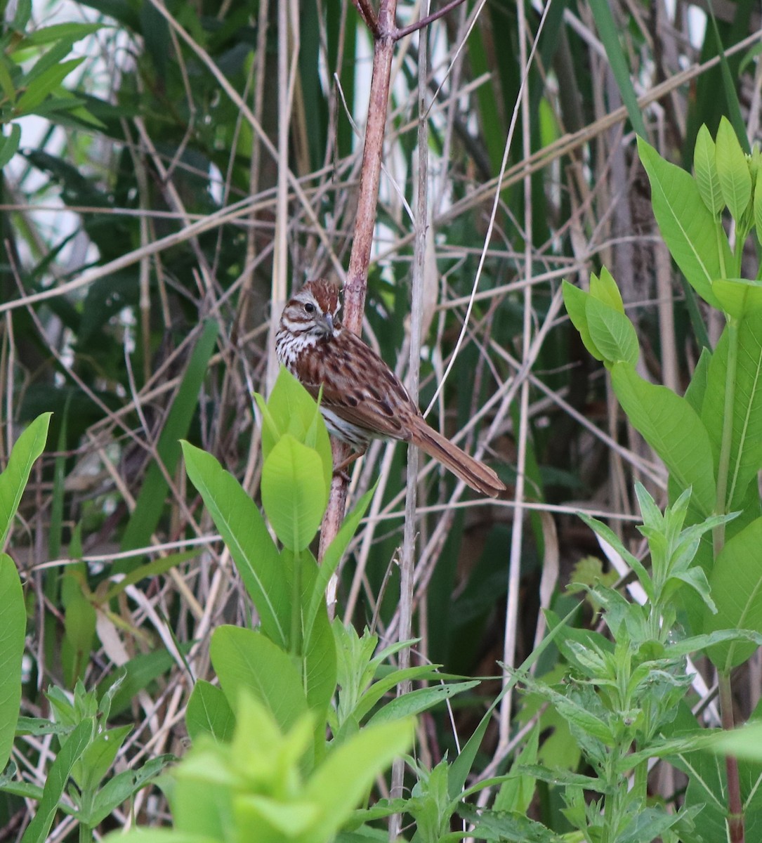 Song Sparrow - Susanne Hoffmann-Benning