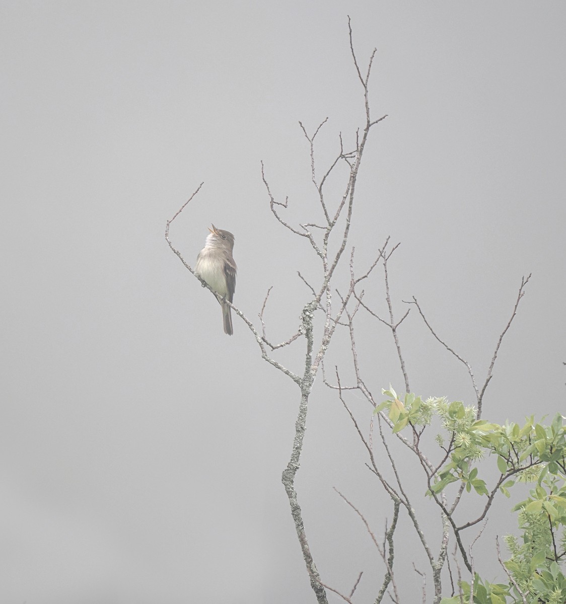 Alder Flycatcher - Bruce Gates