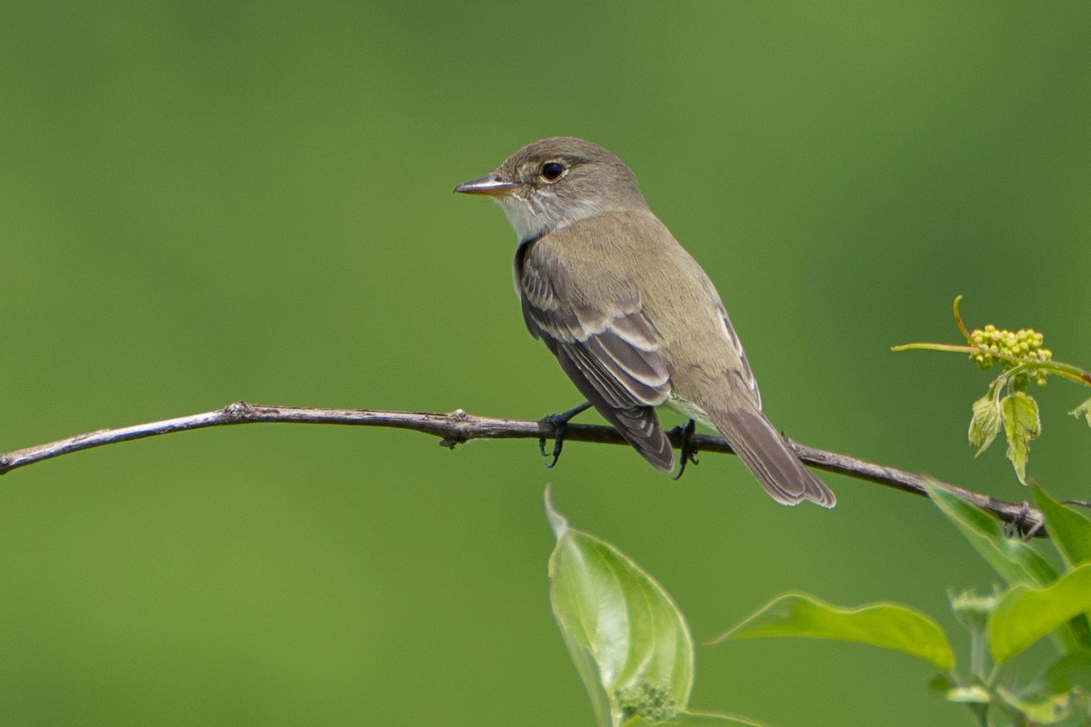 Willow Flycatcher - Susan Elliott