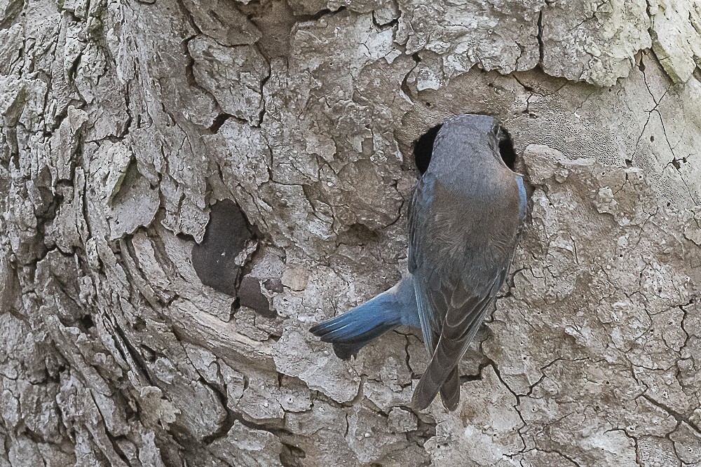 Western Bluebird - James McNamara