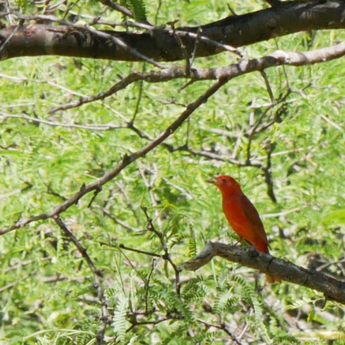 Summer Tanager - Jeff Pulford