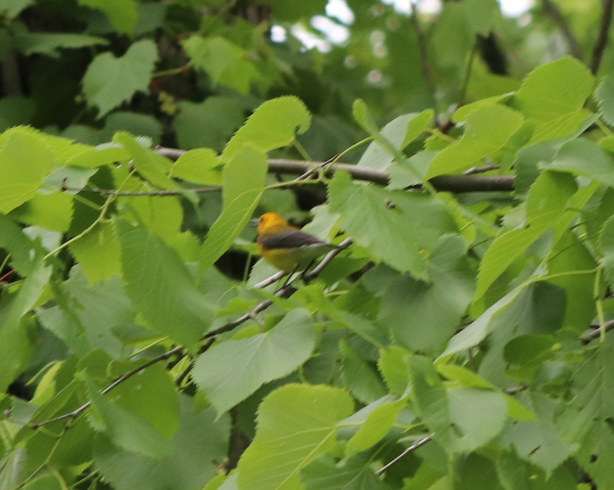 Prothonotary Warbler - Susanne Hoffmann-Benning