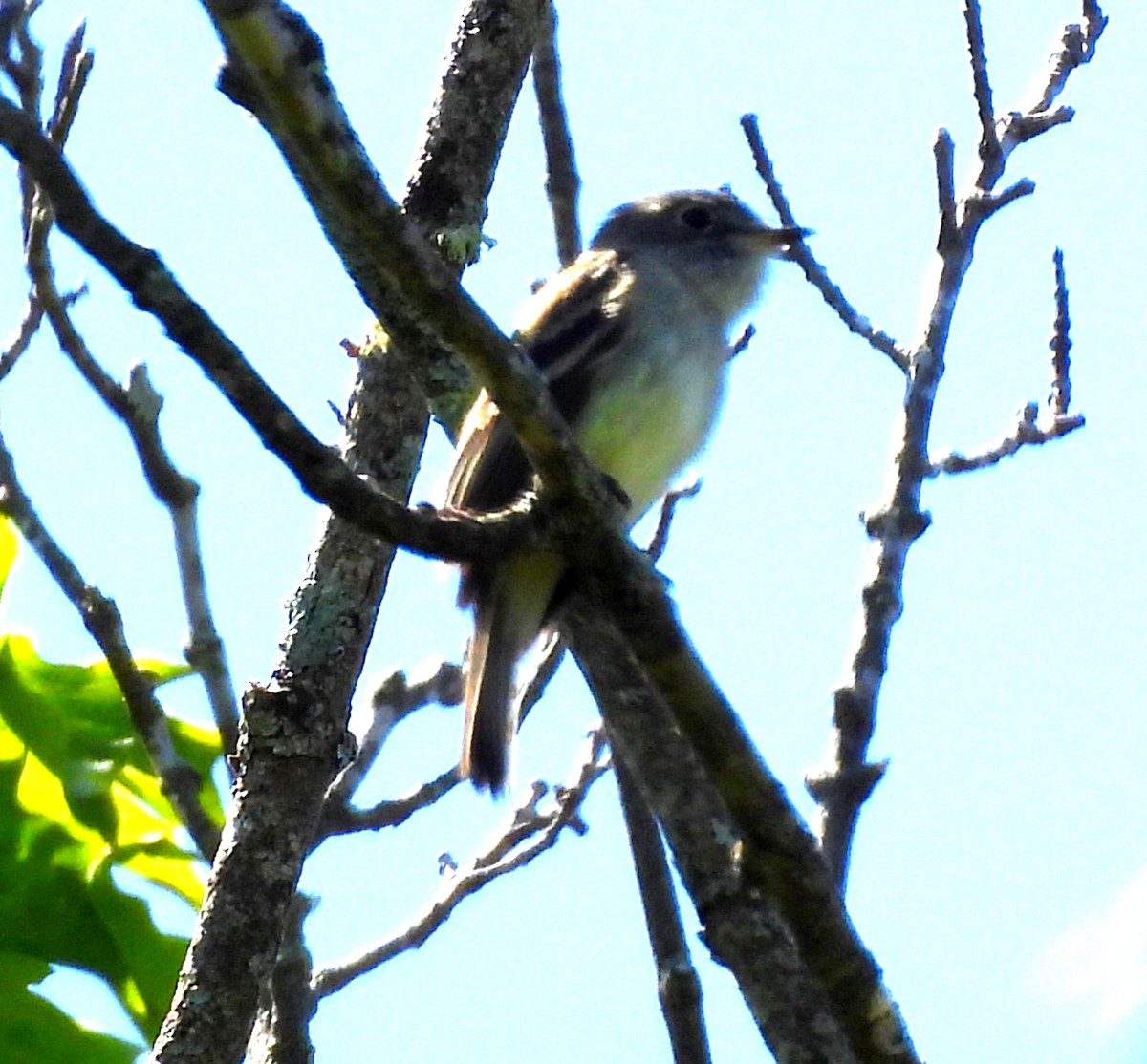 Least Flycatcher - Sharon Wilcox