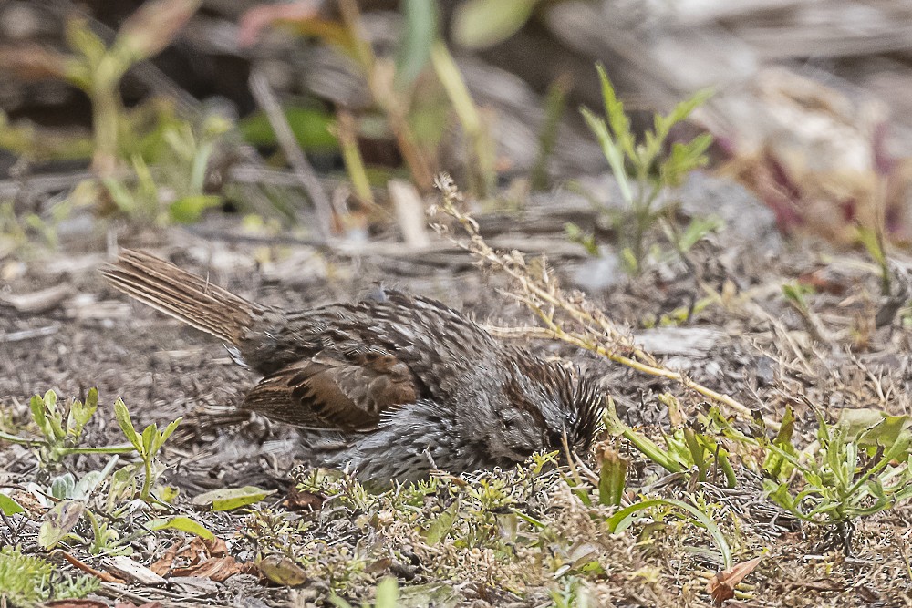 Song Sparrow - James McNamara