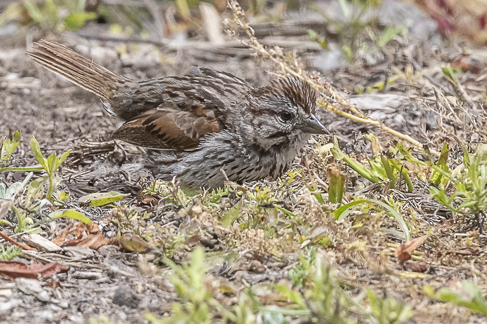 Song Sparrow - James McNamara